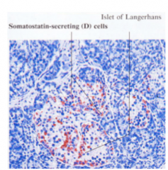 Delta cells in the Islet of Langerhans release somatostatin. Somatostatin inhibits other islet cells (paracrine effect) and it also slows motility of the intestinal tract, extending time for 
digestion and nutrient uptake. 5% of islet cells are d...