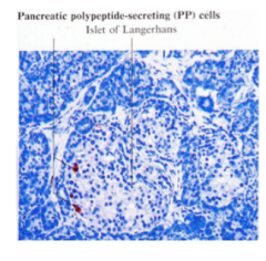 PP cells in the Islet of Langerhans, also known as F cells, release pancreatic polypeptides. These cells 
are rare and may function to inhibit the exocrine pancreas