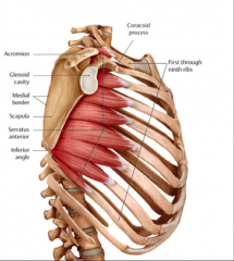 elevates ribs or draw scapula forward; can stabilize scapula