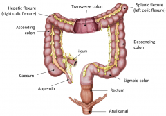 1. Transverse Colon (intraperitoneal)
2. Hepatic Flexure 
3. Splenic Flexure
4. Descending Colon (retroperitoneal)
5. Sigmoid Colon
(intraperitoneal)
6. Rectum
7. Anus
8. Ascending colon
(retroperitoneal)
9. Caecum
(intraperitoneal)
10. Appendix ...