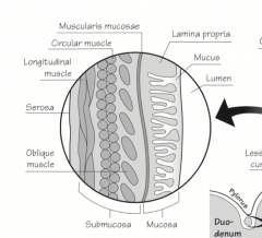 Only the oblique muscle layer differ compared to the intestinal wall