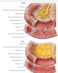 1. Jejunum larger in diameter

2. Jejunum has more mucosal folds (higher SA)

3. Jejunum is more vascular

4. Jejunum mesentery is less fatty

5. Jejunum has thicker walls


Allows higher absorption in the jejunum (proximal)