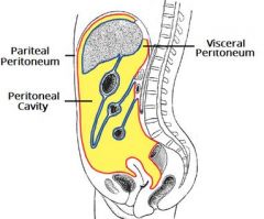 The intraperitoneal are most mobile as they are just hanging from mesentery whilst the retroperitoneal are fixed to the posterior abdominal wall