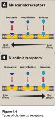 A. Muscarinic Receptors M
B. Nicotinic Receptors Nm , Nn