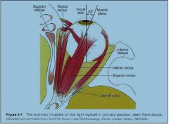 this muscle's primary
action is elevation, secondary action is intorsion (incycloduction), and tert iary action is
adduction.

The superior rectus
muscle originates from the annulus of Zinn and courses anteriorly, upward over the
eyeball, an...