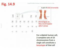 "...we know this is a human cell and we have two complete sets of 23 chromosomes from a single cell and that constitutes the karyotype of that particular cell; here we have separate chromosomes but that chromosome has undergone the S phase and so going in