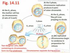 - includes both Mitosis and Cytokinesis (we'll see this soon) [Note: G0 phase - assigned to certain cells that have simply postponed a commitment to a further cell division, or have differentiated to a mature state (eg ,nerve cells in animals) and so will