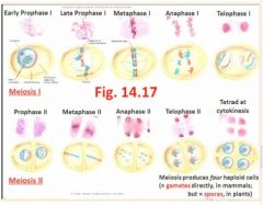- Each mature gamete has only 1 set of chromosomes (ie, there is no homologue of each chromosome present), so this condition in the gamete is called "haploid" - see Fig 14.17 for synopsis of Meiosis I & II
	"You don't have a red and a blue one."
