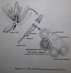 to examine the production of microspore in anthers (each anther contains four male sporangia) of the lily flower
