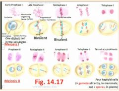 Meiosis I (followed by cytokinesis) and Meiosis II (again followed by cytokinesis)

	- Each process features distinct phases, and the same prefixes introduced during Mitosis, are used again: pro-, meta-, and- and telophase; for instance, meiosis has pha