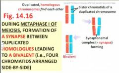 late in prophase I of meiosis, each duplicated chromosome (ie containing sister chromatids) is drawn to its homologous chromosome ( a synaptonemal) complex = synapse forms), which causes the homologues to align side-by-side (rather than aligning end-by-en