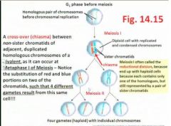 to the haploid state; that is, although each cell still contains a duplicated chromosome with sister chromatids, the homologue is no longer there (because it has moved to the other cell!), so there is only one set of each chromosome per cell; thus, Meiosi