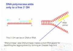DNA polymerase only adds to the free 3'OH cannot add to the 5' phosphate but this 3'OH can be on DNA or  RNA. DNA requires a free 3'OH but RNA can  actually land on a sequence and begin without an existing 3'OH so the RNA primase creates a new free 3'OH  