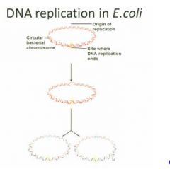 E. coli is a circular DNA structure so there's no free end. So on this circulr structure, the replication can only start from one side and this part has a special sequence. This sequence can be recognized by an enzyme. The enzyme will bind to the sequence