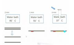 vvSo initial experiment: at the begininng you set up 3 water baths of the indicated temps. Then you take a tube and add the template dna and all the nucleotides as well as the primer into the tube and put it in the 95C bath for 2 min and then all your dou