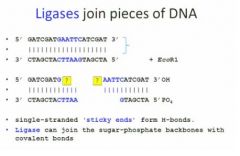 is the same as in dna replication which is to draw the dna fragments together as one dna fragment.

At the beginning here vv we have a double strand dna and we use EcoR1 to cut this double strand dna because it has a restriction enzyme for EcoR1 and the