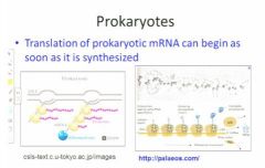immediate landing of the ribosomes onto the transcript and they can begin peptide synth even before the message is complete so you can see here we have the earliest transcribed mrna and ribosomes that are working along that mrna and are translating it imm