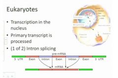 It seems like an awful lot of work and somewhat risky but what's happening here is that if you have a single primary transcript in some cases you may choose to remove all the introns, if you're a cell. In some cases all of the introns will be removed and 