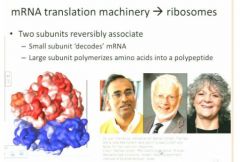 ribosomes dissociate so that they get reused one association for each translation event so what's going to happen here is that the small subunit shown here in blue is going to be where the message is bound reversibly and this is going to be where the deco