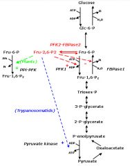 High concentrations upregulate PFK-1 activity converting more Fructose-6-P to Fructose-1,6-BP (the glycolysis pathway).