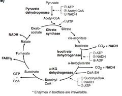 The TCA cycle produces 3 NADH, 1 FADH2, 2 CO2, 1 GTP per acetyl CoA. 2x for Glu.

a-Ketoglutarate dehydrogenasse requires the same co-factors as pyruvate dehydrogenase complex (B1,2,3,5, lipoic acid)

The order of substrates through the cycle are as f