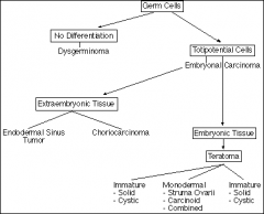 germ cell tumor chart