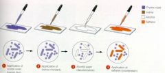 visual review of gram stain