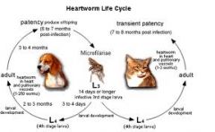 life cycle dirofilaria