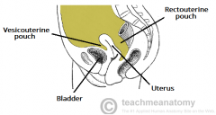 AKA anterior cul-de-sac
-space posterior to 
bladder, anterior to uterus 