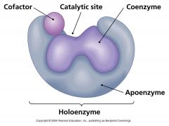 Apoenzymes: Specificity and the Active site