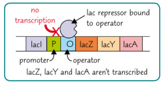 The regulatory gene (lacl) produces the lac repressor, which is a transcription factor that binds to the operator site.
This blocks transcription as RNA polymerase cannot bind to the promoter.