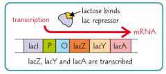 Lactose binds to the lac repressor, changing the repressors shape so it can no longer bind to the operator site.
RNA polymerase can now begin the transcription of the structural genes.
