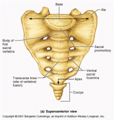 -posterior to pelvis (very end of spine)