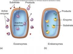 Locations of enzyme Action:  Exoenzymes