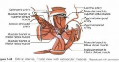 The lateral reclus muscle is partially suppli ed by the lacrimal artery; the infraor/Jital
artery partially supplies the inferior oblique and inferior reclus muscles. The muscular
branches give rise to the a11terior ciliary arteries accompanying...
