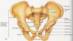 AKA Iliac Bones
-anterior and lateral to pelvic space