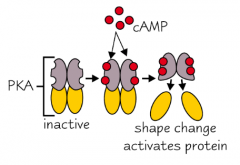 cAMP activates protein kinase A (PKA).
When cAMP is not bound to the protein, the four units are bound together and are inactive.
When cAMP binds, it causes a change in the 3D shape of the enzyme, releasing the activate subunits - PKA is now active.