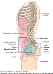 -above plane; 
bounded by iliac wings
-support the intestines