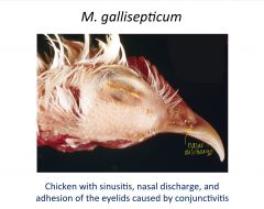 -chronic respiratory disease in chickens
-high morbidity, low mortality
-infectious sinusitis in turkeys
-infection for life
-egg transmission
-mild disease unless secondary invasion by E.coli (increased pathology)