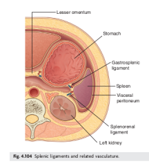 LUQ (Left hypochondrium)
midclavicular 9th rib
left of pancreas (see diagram drawn)
posterior stomach (connected via gastrosplenic ligament)
anterior left kidney (connected via splenorenal ligament)

