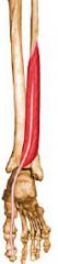 Deep
O: middle part of the shaft of fibula, interosseous membrane
In: tendon runs under foot to the distal phalanx of big toe
A: plantar flexes and inverts foot, flexes the big toe at all joints, serves as a push off muscle during walking
I: t...