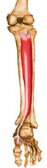 Deep
O: superior tibia and fibula and also interosseous membrane
In: tendon passes behind medial malleolus and under arch of foot to insert into several tarsals and metatarsals 2-4
A: prime mover of foot inversion, plantar flexes the foot
I: t...