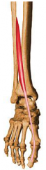 Deep
O: shaft of the fibula and interosseous membrane
In: tendon inserts into distal phalanx of the big toe
A: extends the big toe, dorsiflexes the foot
I: deep fibular nerve