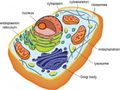 Eukaryota is any organism whose cells contain a nucleus and other organelles enclosed within membranes