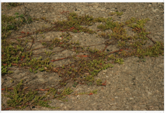 BEARBERRY, KINNIKINICK
 
Ericaceae
 
One of the few species of Ericaceae not characteristic of acid habitats. Often forms large mats on sand dunes as well as jack pine and oak plains and on limestone pavements and gravel ridges (or other rock in t...