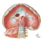 What does the aortic hiatus contain? Locate it on a diagram.
