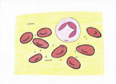 Martix is a fluid called plasma.
Fibers used for blood clotting
Originate from red bone marrow.
Has more matrix then cells.