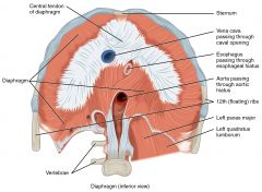 At T12 level
Contains aorta, azygous and hemiazygous veins, and the thoracic duct
