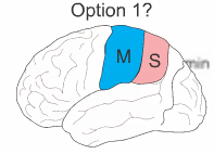 Mutations to cause a more anterior based brain? 

(3 options)