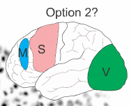 Mutations to cause a more posterior based brain? 

(3 options) 